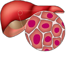 Metabolic Diseases